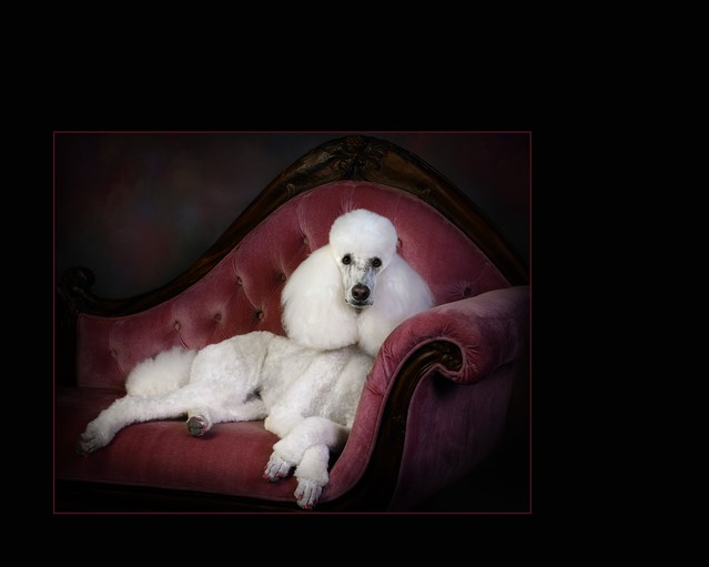 Posh Poodle